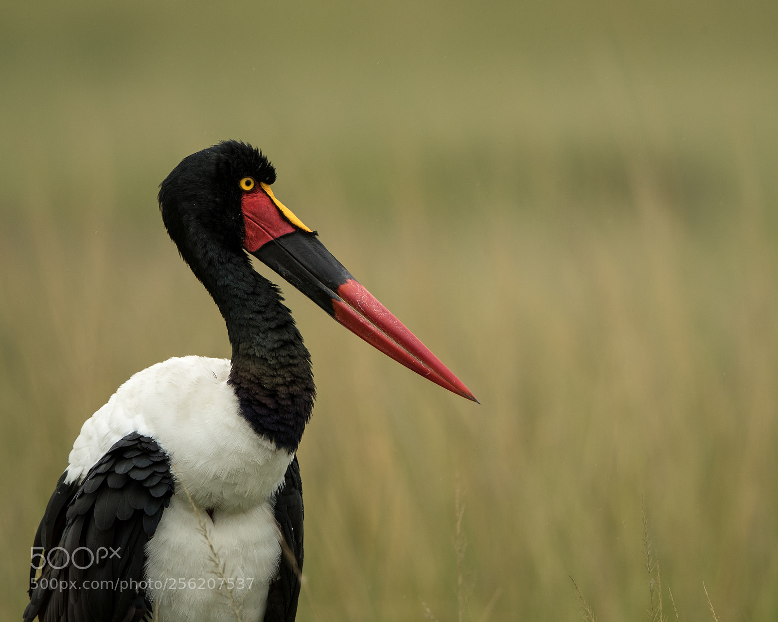 Canon EOS-1D X Mark II sample photo. Saddle billed stork photography