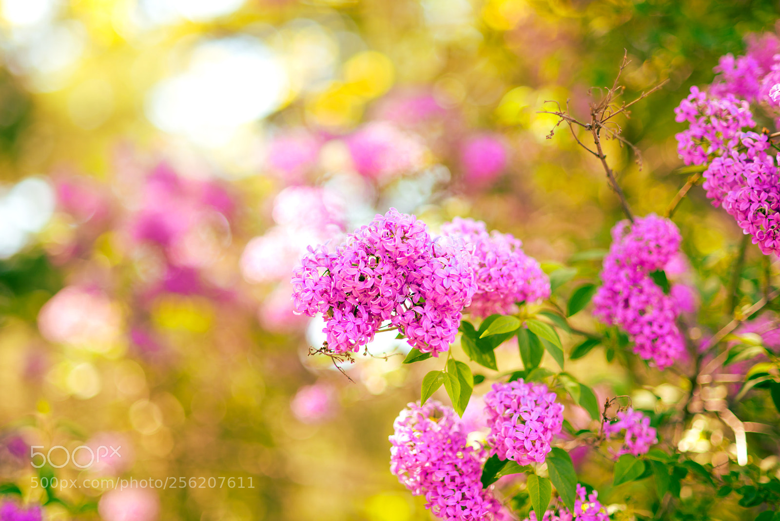 Nikon D800 sample photo. *** photography