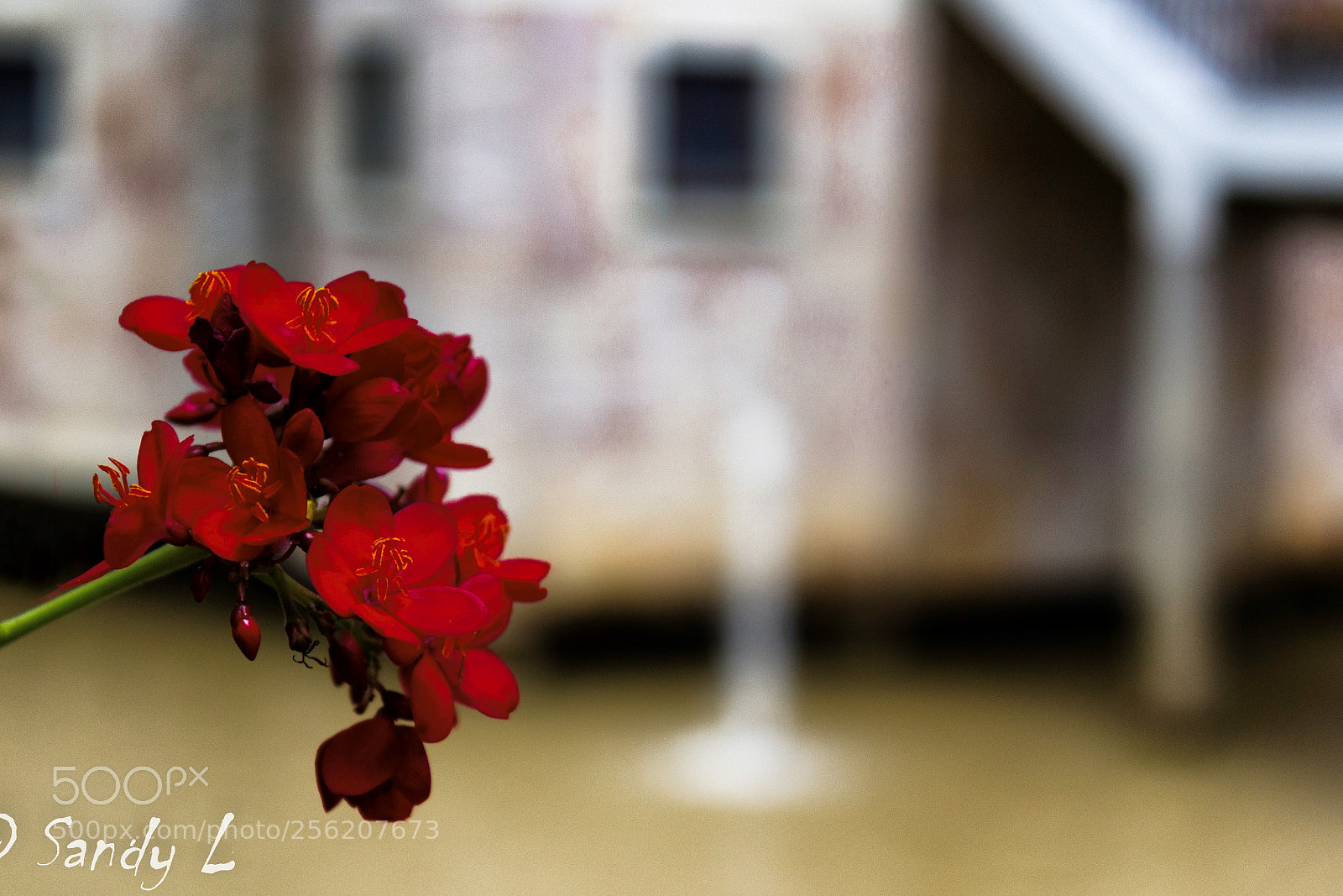 Canon EOS 600D (Rebel EOS T3i / EOS Kiss X5) sample photo. Red beauty photography