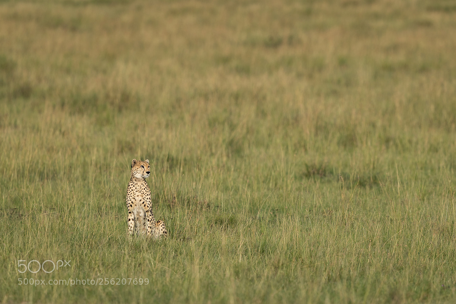 Canon EOS-1D X Mark II sample photo. Cheetah photography