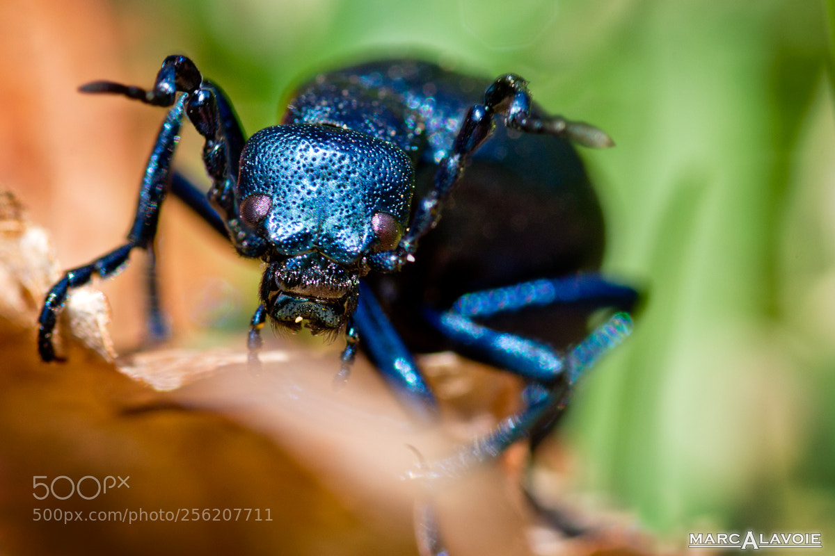 Pentax K-3 sample photo. Blister beetle photography