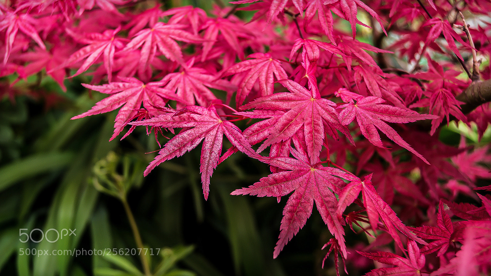Sony SLT-A55 (SLT-A55V) sample photo. Summer colours photography