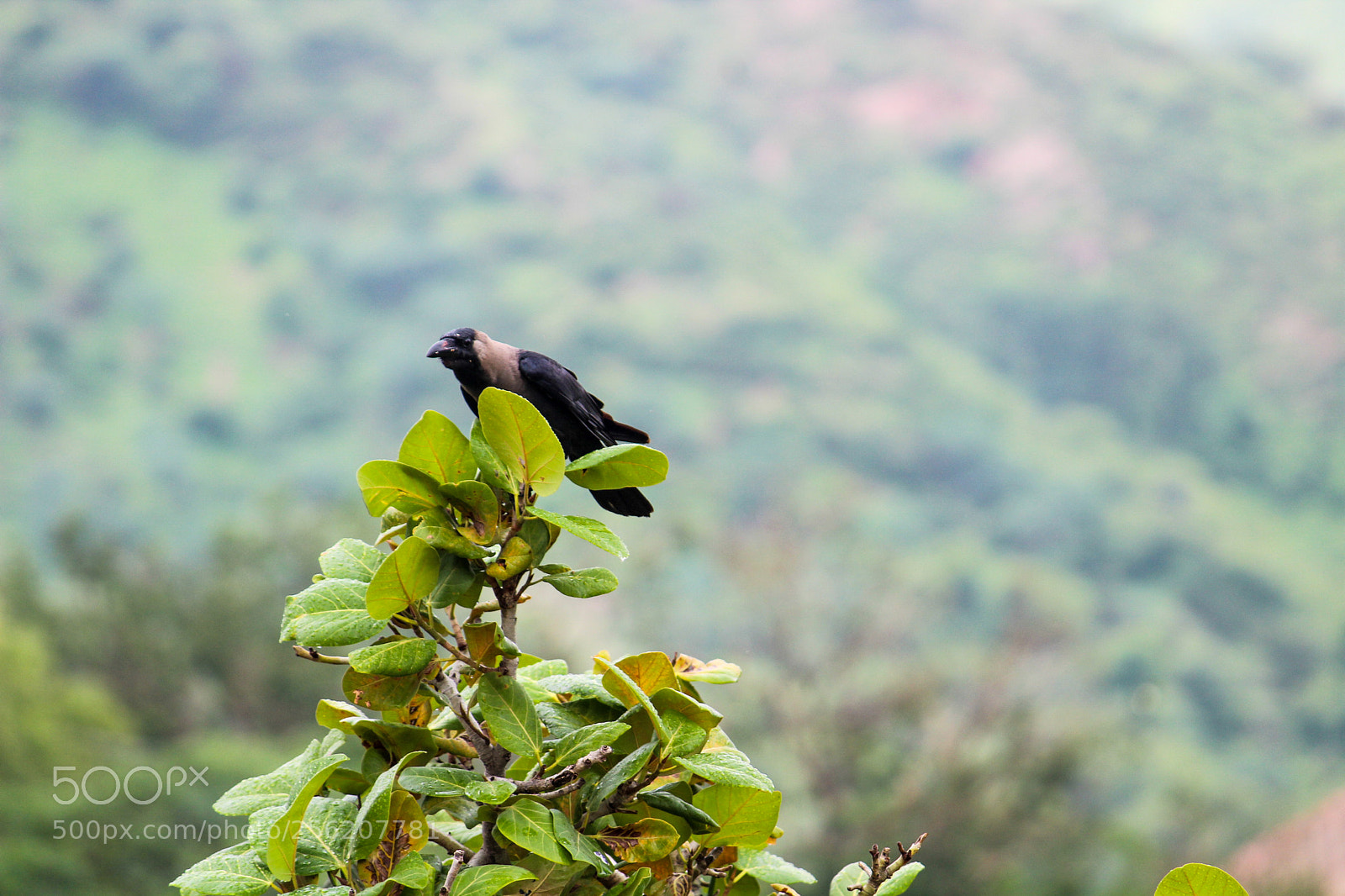 Canon EOS 1300D (EOS Rebel T6 / EOS Kiss X80) sample photo. Crow alone sitting on photography
