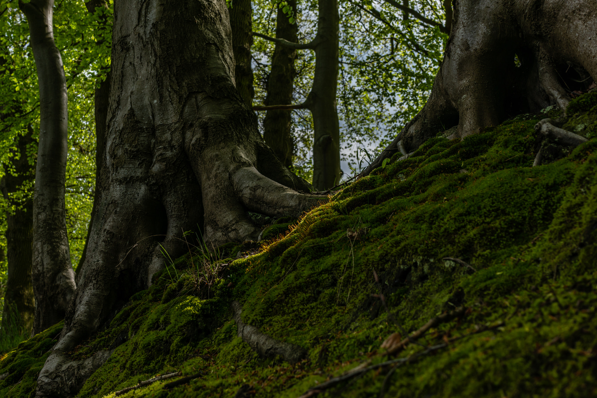 Sony Cyber-shot DSC-RX1R II sample photo. Dutch landscape photography