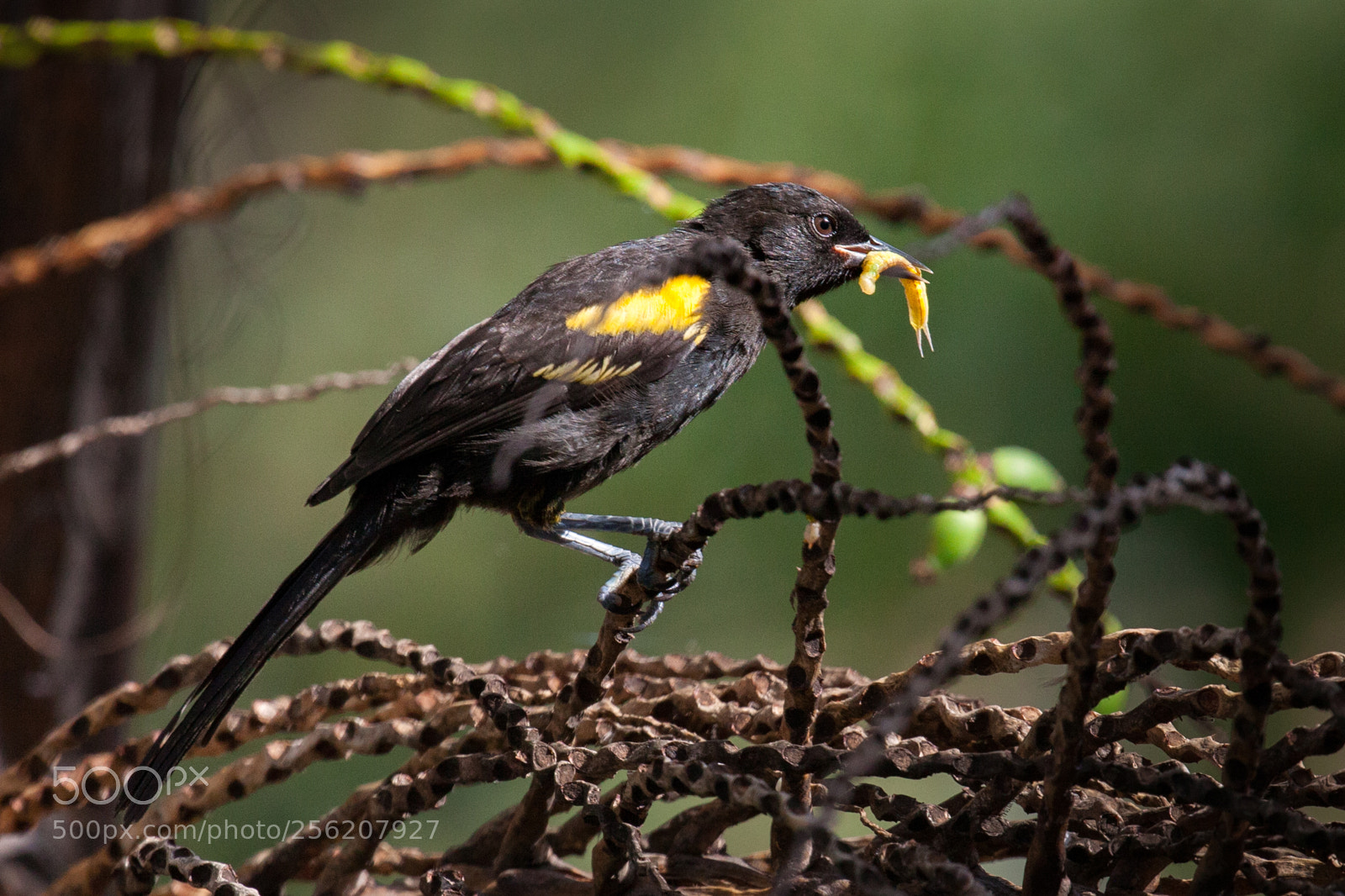 Canon EOS 5D Mark II sample photo. Encontro (icterus pyrrhopterus) photography