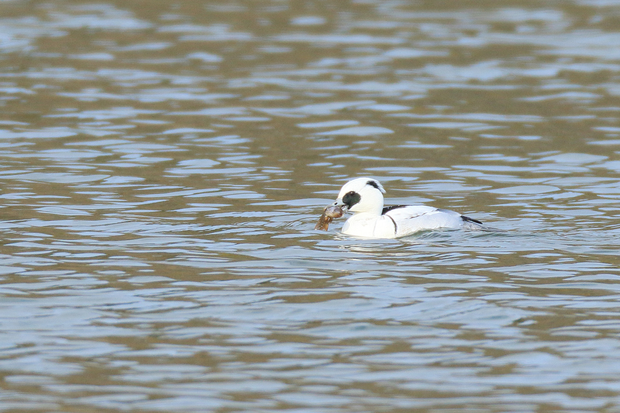 Canon EOS 7D Mark II + Canon EF 800mm F5.6L IS USM sample photo. ミコアイサ　smew photography