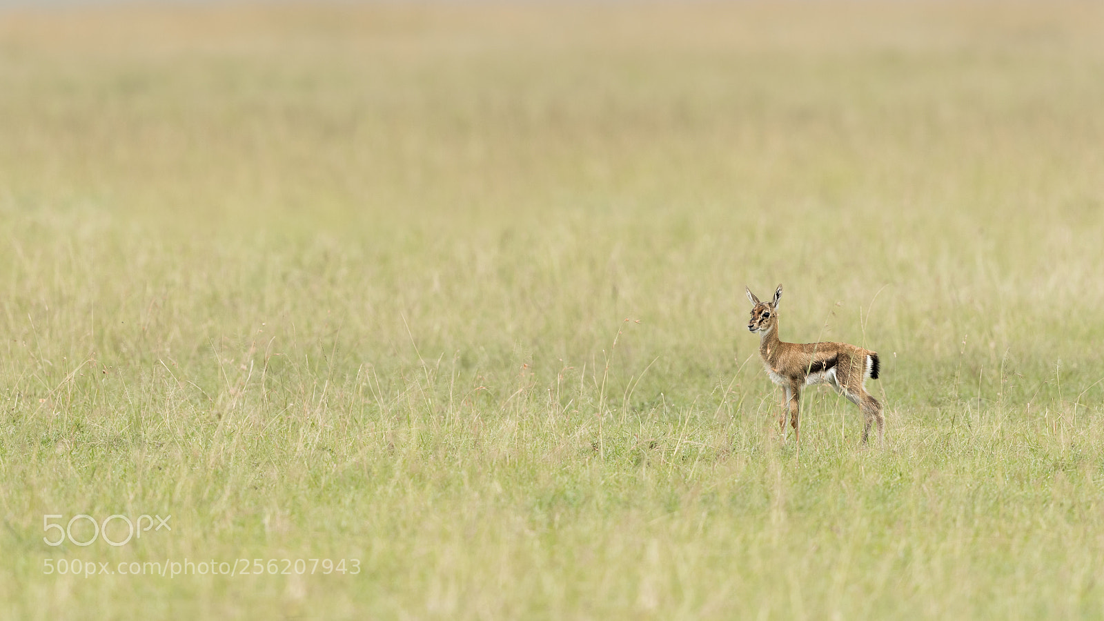 Canon EOS-1D X Mark II sample photo. Thomson gazelle photography
