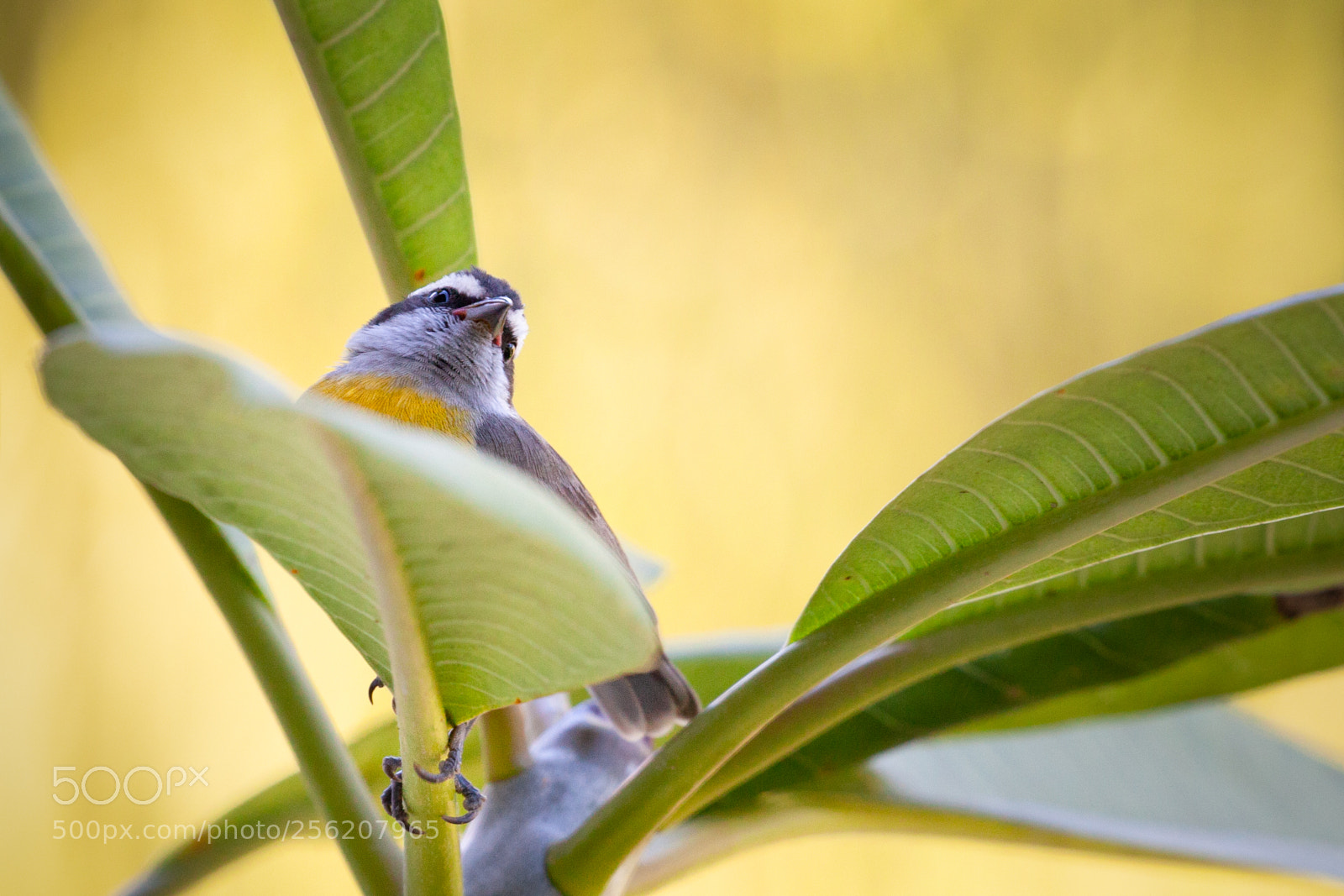 Canon EOS 5D Mark II sample photo. Bananaquit  (cambacica) photography