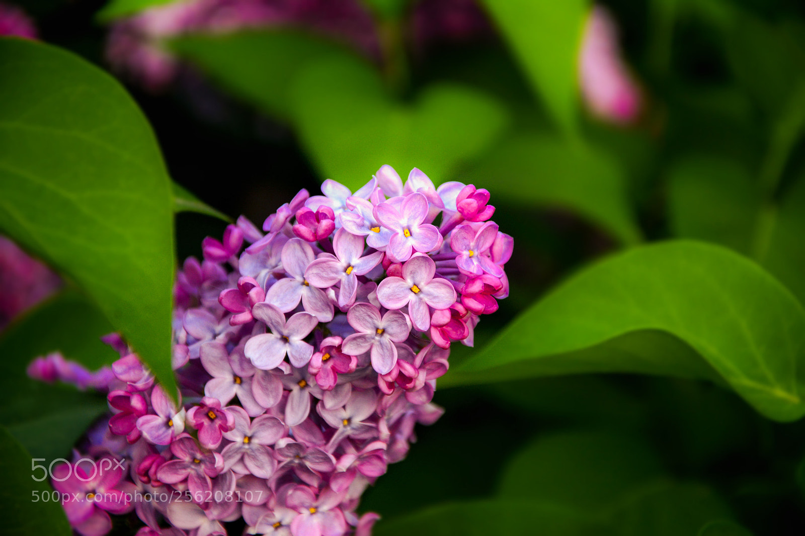 Nikon D5200 sample photo. Liliac photography