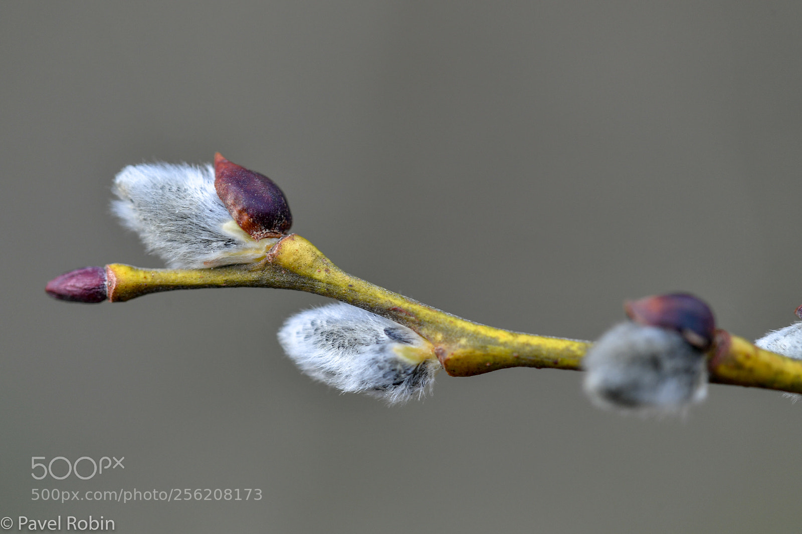 Nikon D5 sample photo. Spring photography