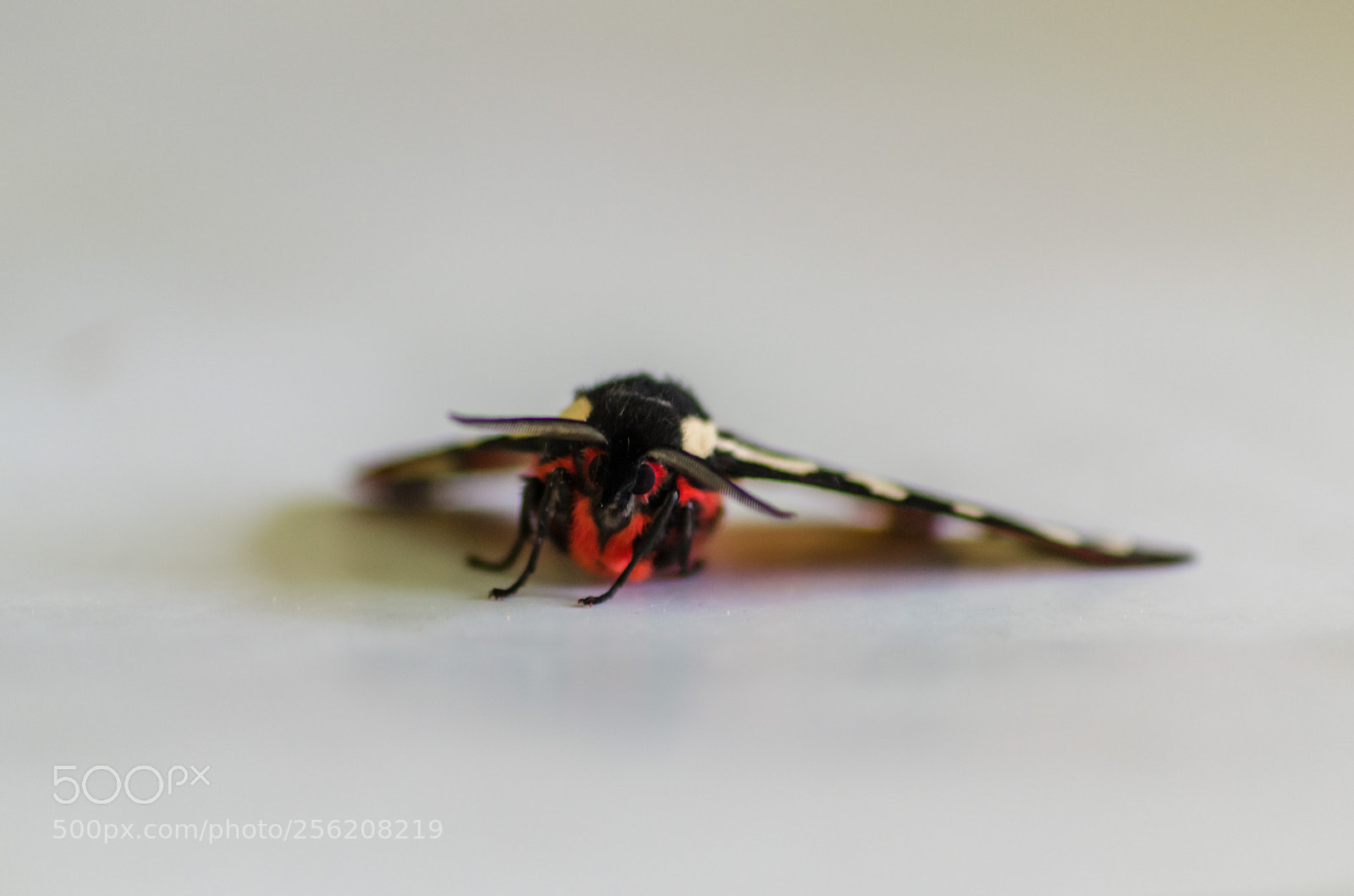 Nikon D5100 sample photo. Moth photography