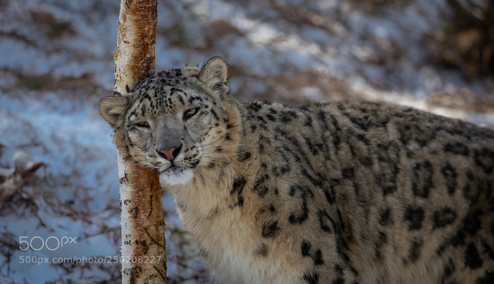 Canon EOS 6D sample photo. Snow leopard photography
