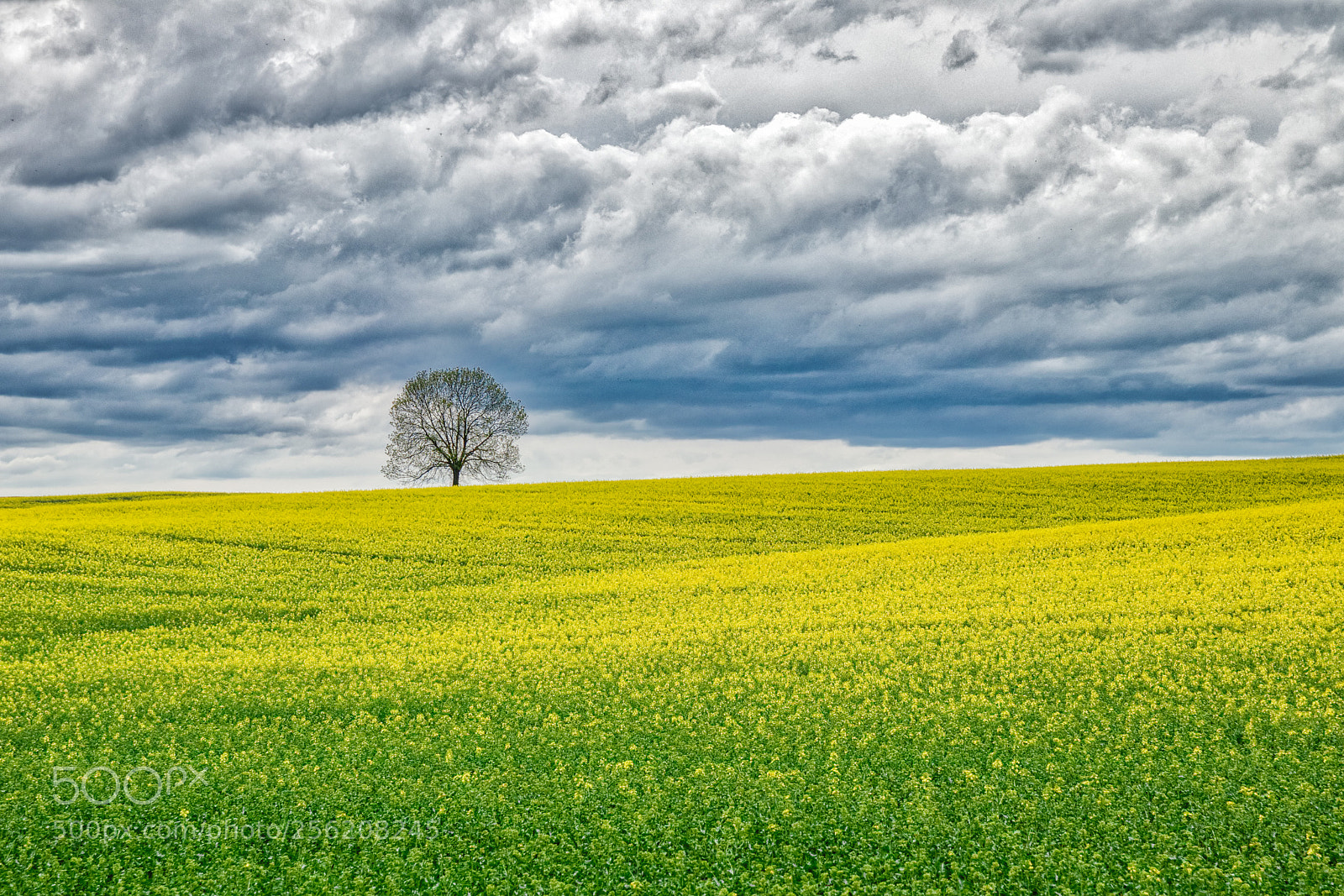 Canon EOS 80D sample photo. Yellow field - strorm photography