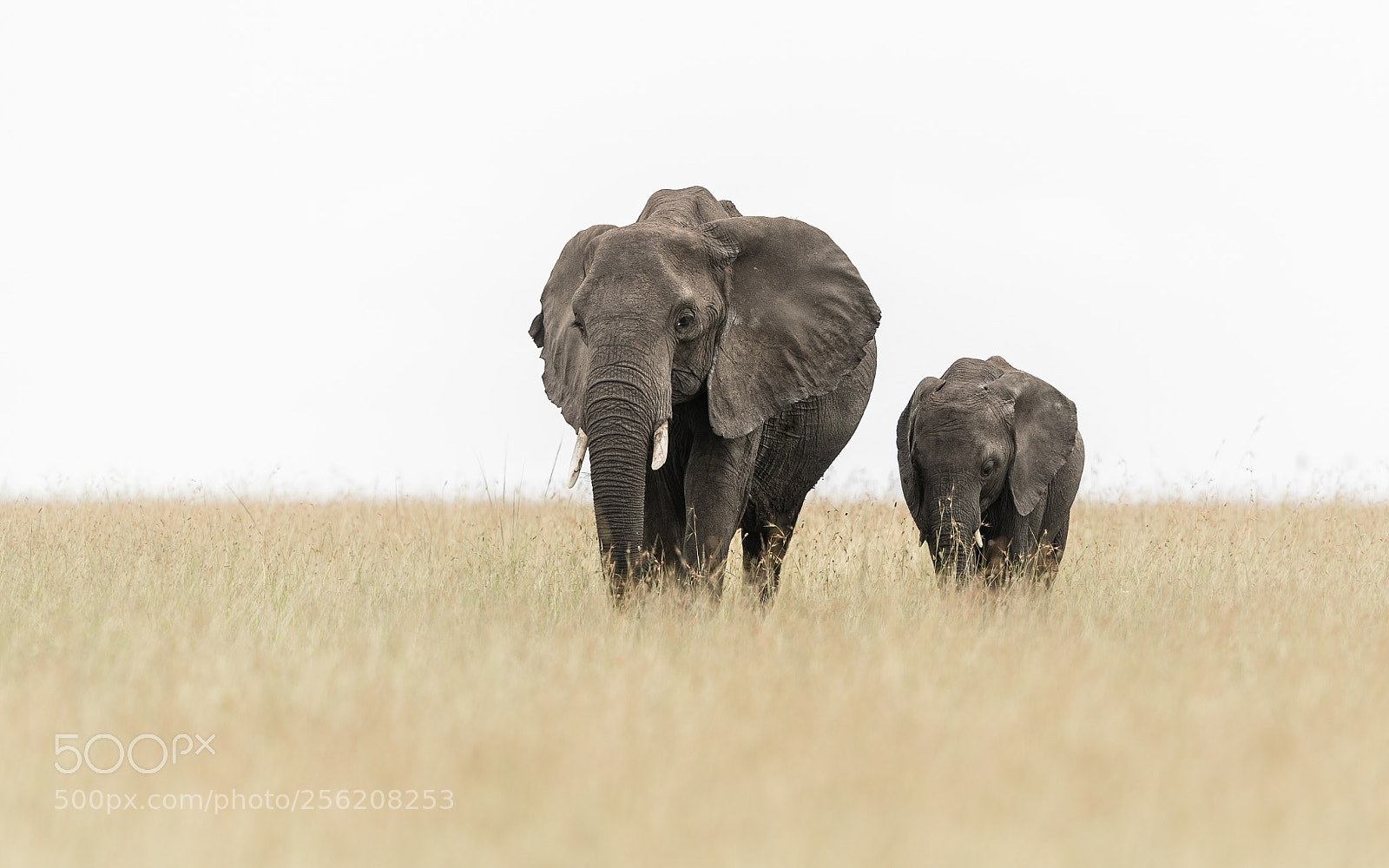 Canon EOS-1D X Mark II sample photo. Mother and calf photography