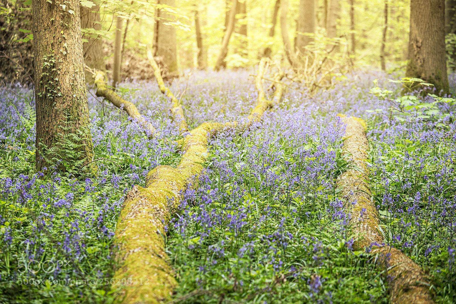 Canon EOS 6D sample photo. Hallerbos photography