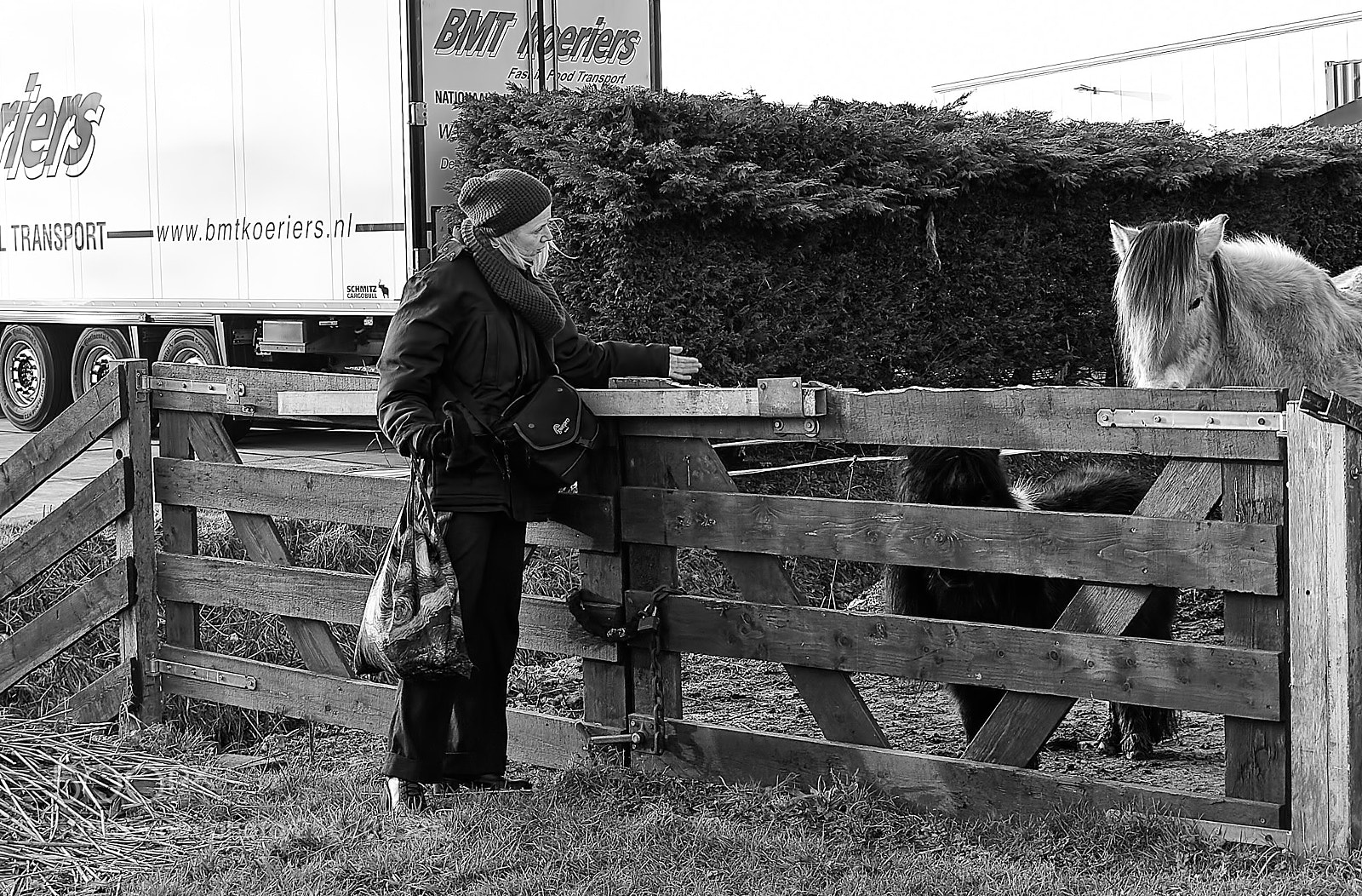 Olympus E-510 (EVOLT E-510) sample photo. Talking with the horses photography