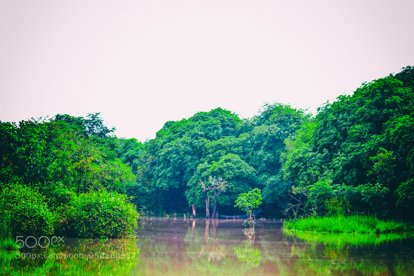 Canon EOS 700D (EOS Rebel T5i / EOS Kiss X7i) sample photo. Ratargul swamp forest photography