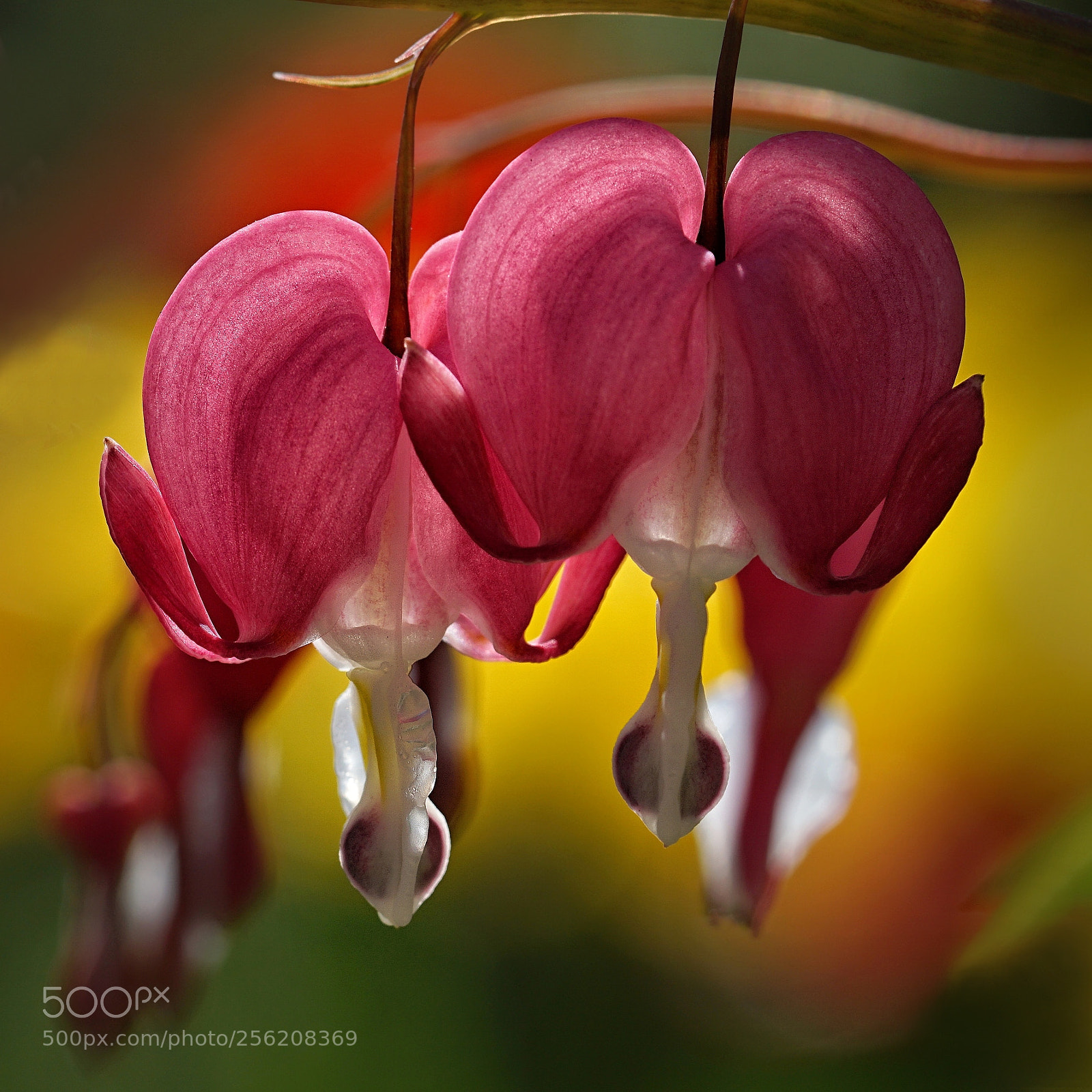 Sony a6000 sample photo. Lamprocapnos spectabilis - srdcovka photography