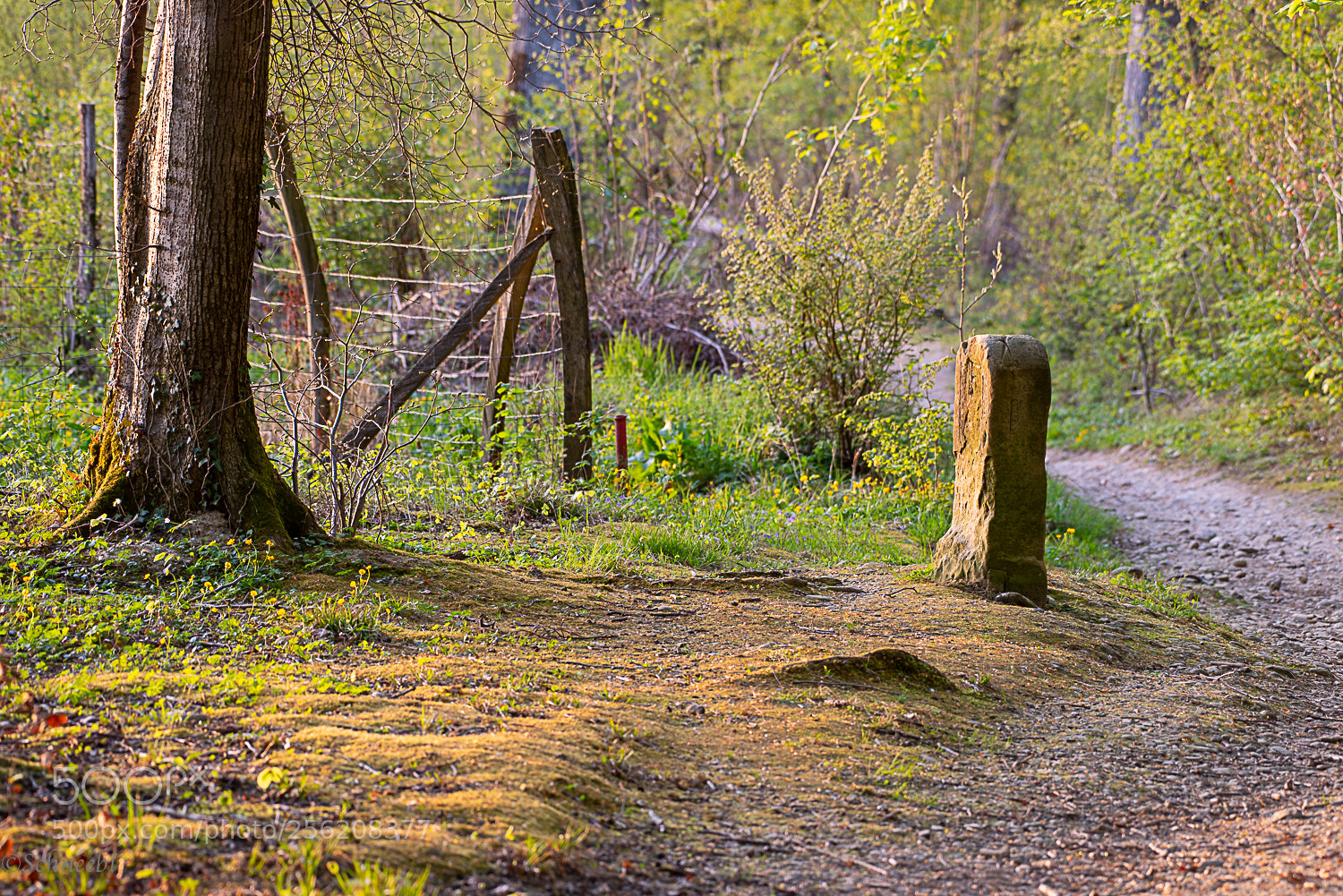 Nikon D810 sample photo. Grenzstein photography