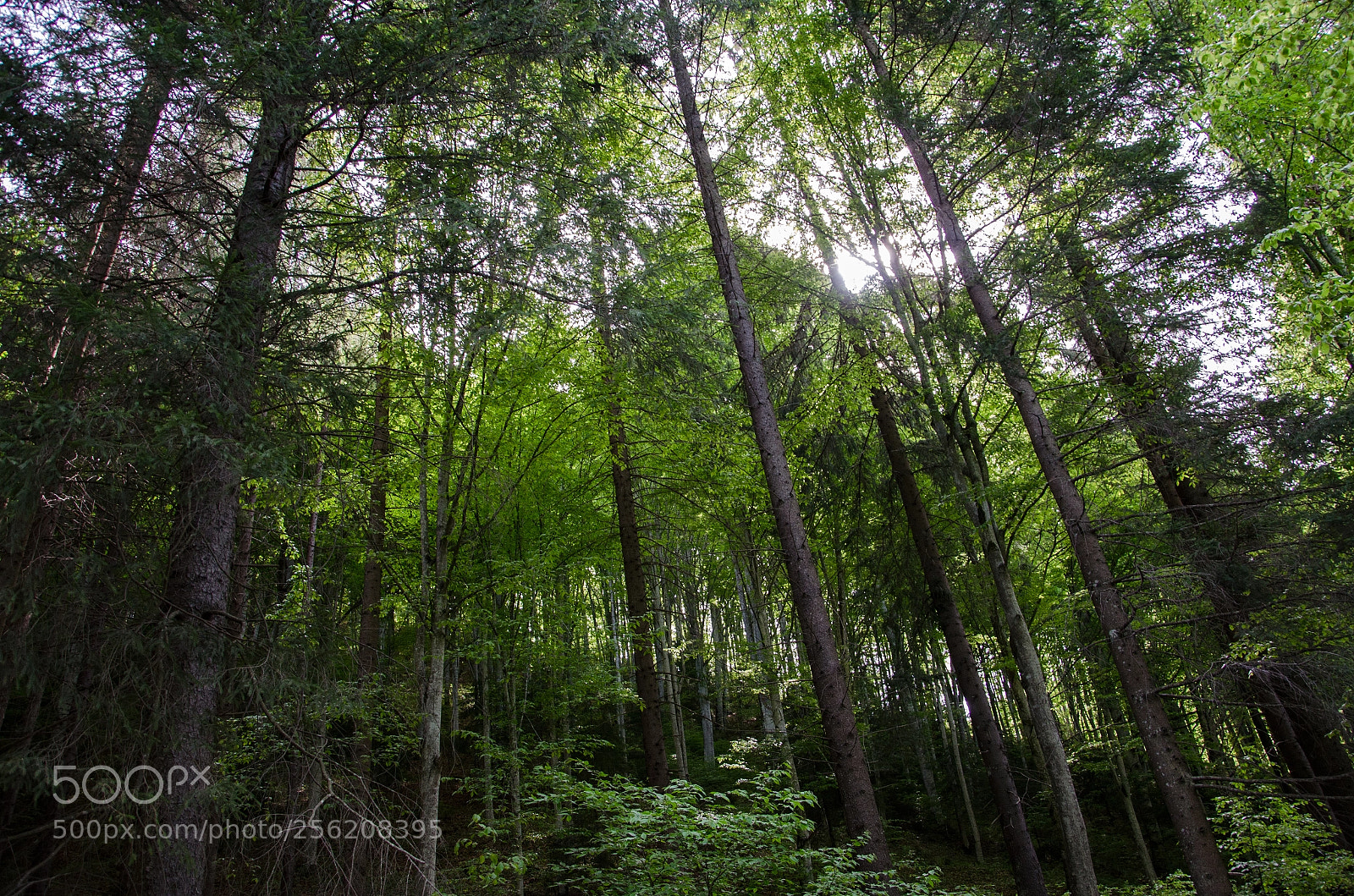 Nikon D5100 sample photo. Earth photography