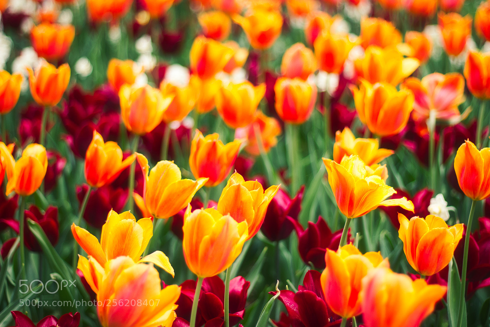 Canon EOS 600D (Rebel EOS T3i / EOS Kiss X5) sample photo. Tulips ii - return photography