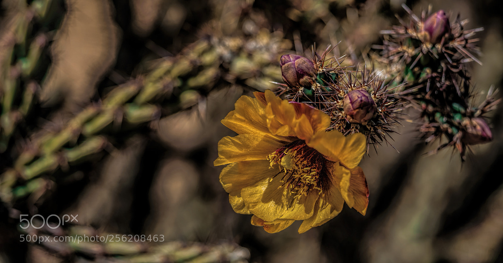 Sony a7R III sample photo. Cactus flower photography