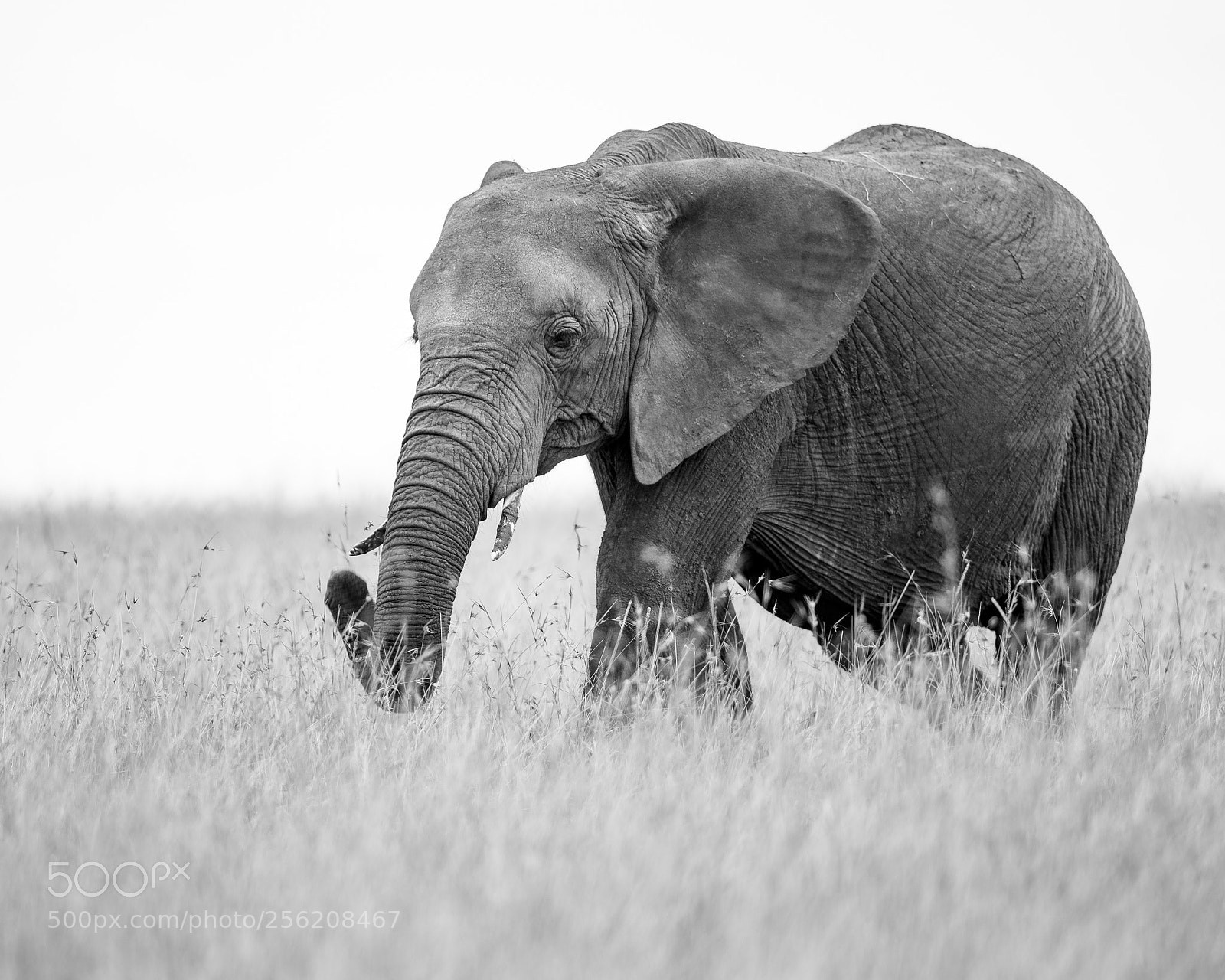 Canon EOS-1D X Mark II sample photo. Elephant photography