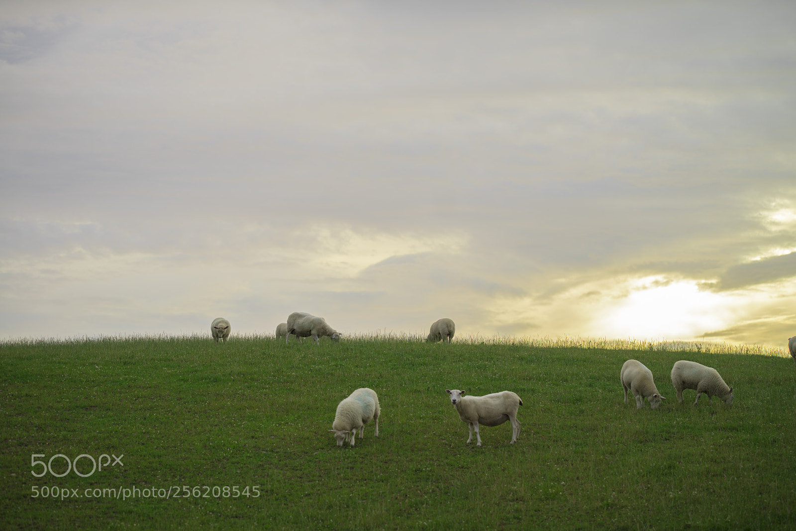 Sony a7R sample photo. How ewe doin? photography
