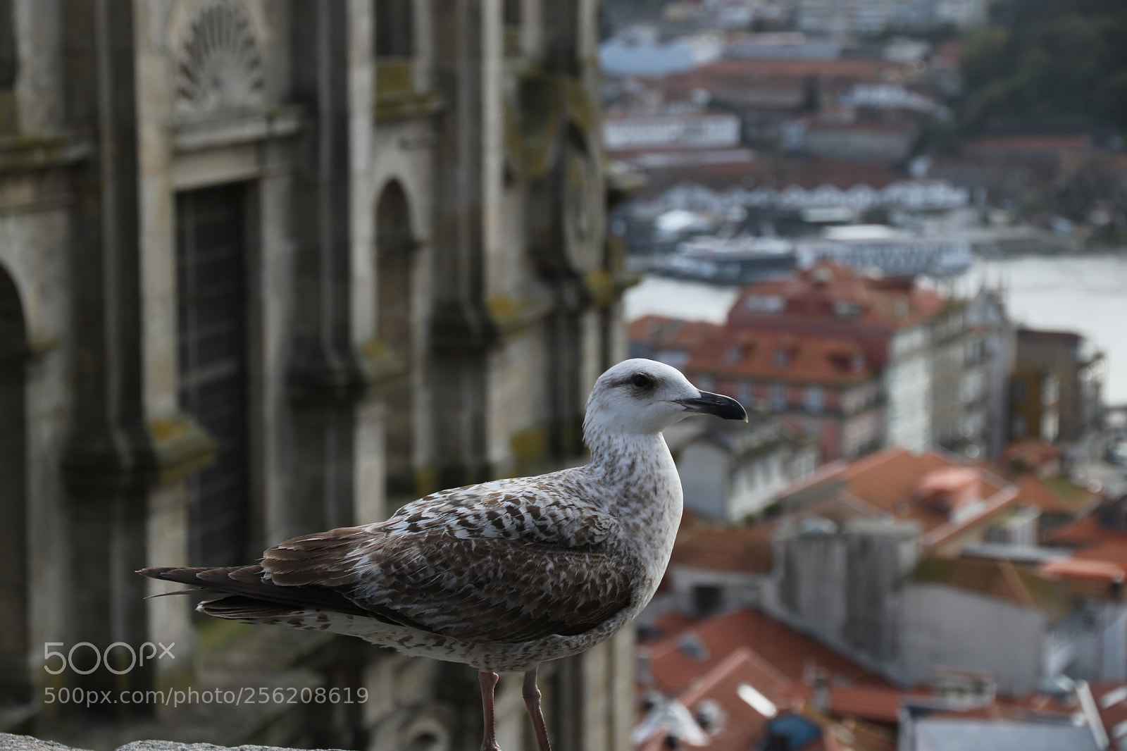 Canon EOS 750D (EOS Rebel T6i / EOS Kiss X8i) sample photo. Seagull  photography