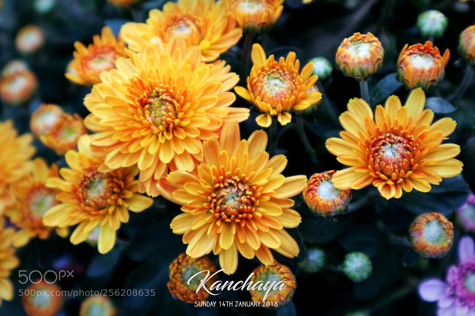 Canon EOS M10 sample photo. Untitled photography