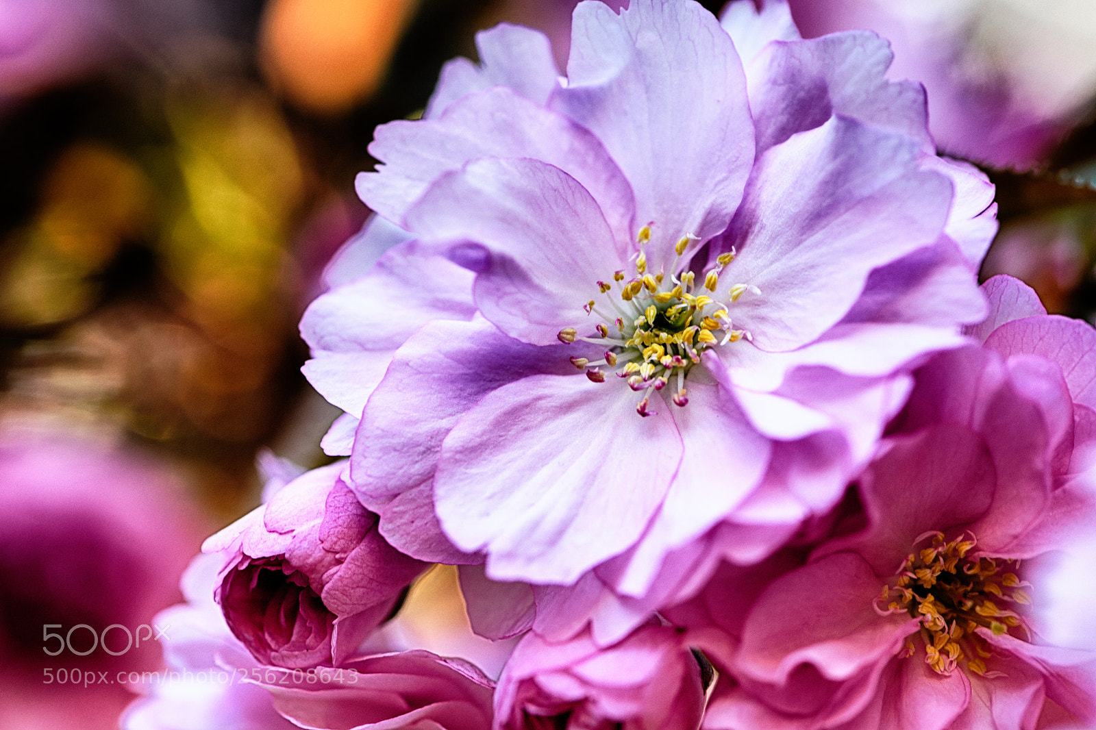 Nikon D850 sample photo. Cherry blossom photography