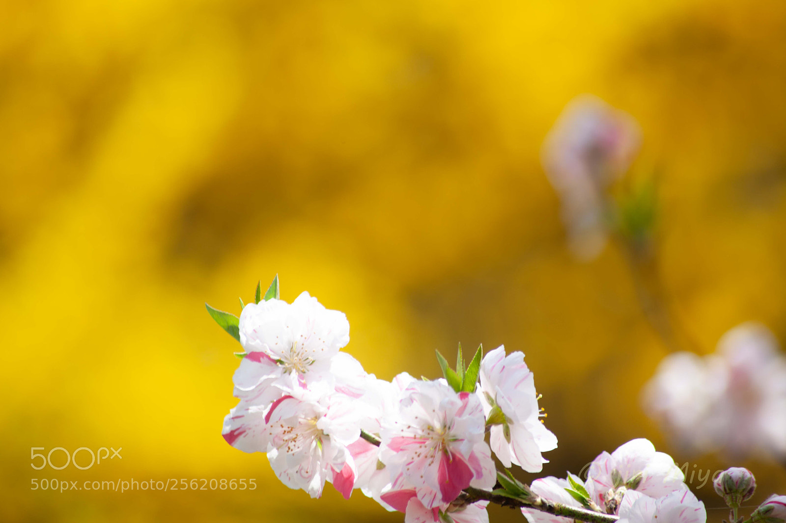 Canon EOS 5D Mark II sample photo. Too young to fall photography