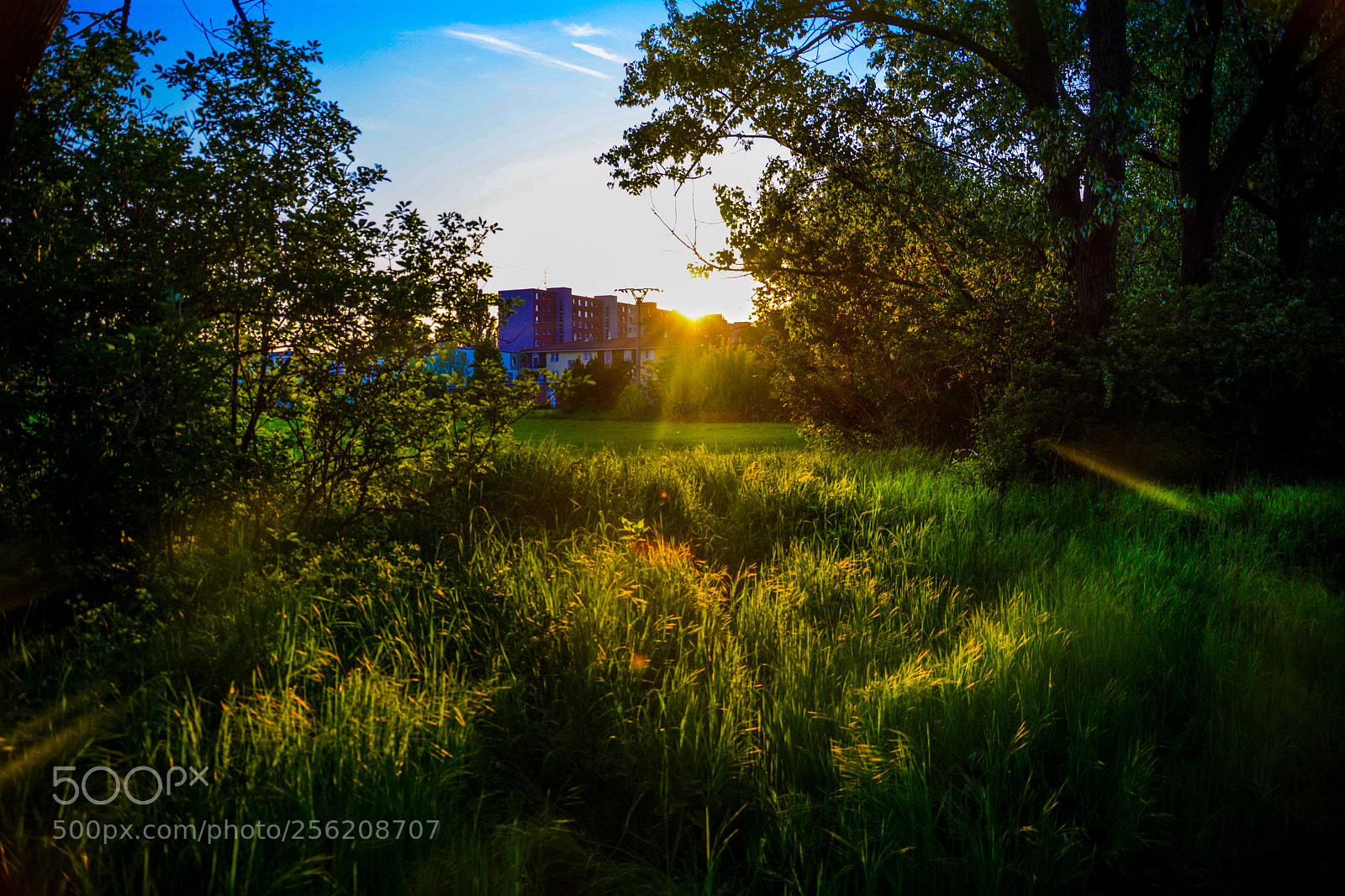 Nikon D5200 sample photo. Sunset in the forest photography