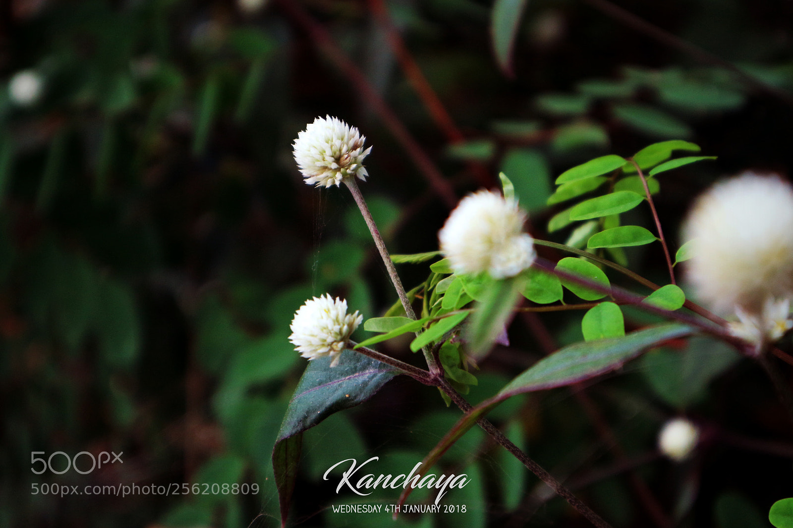 Canon EOS M10 sample photo. Img photography