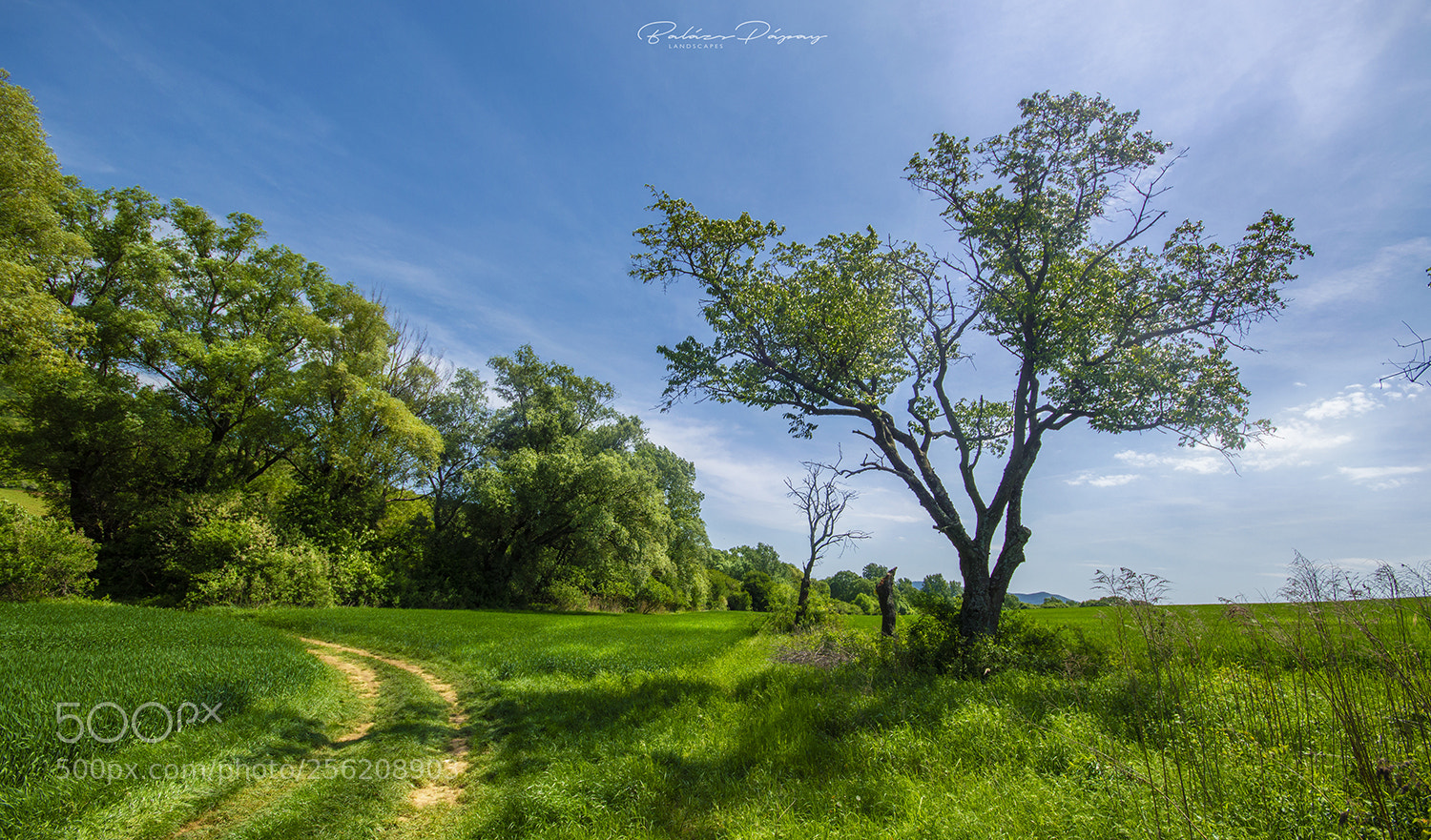 Nikon D3200 sample photo. Curvy road photography
