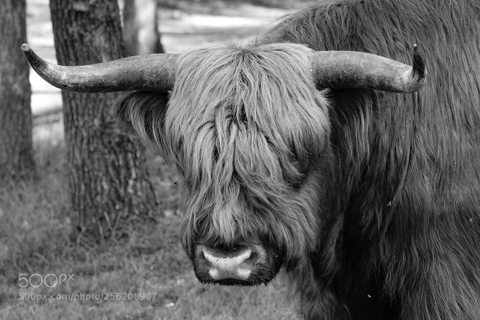 Canon EOS 600D (Rebel EOS T3i / EOS Kiss X5) sample photo. Wild cow photography