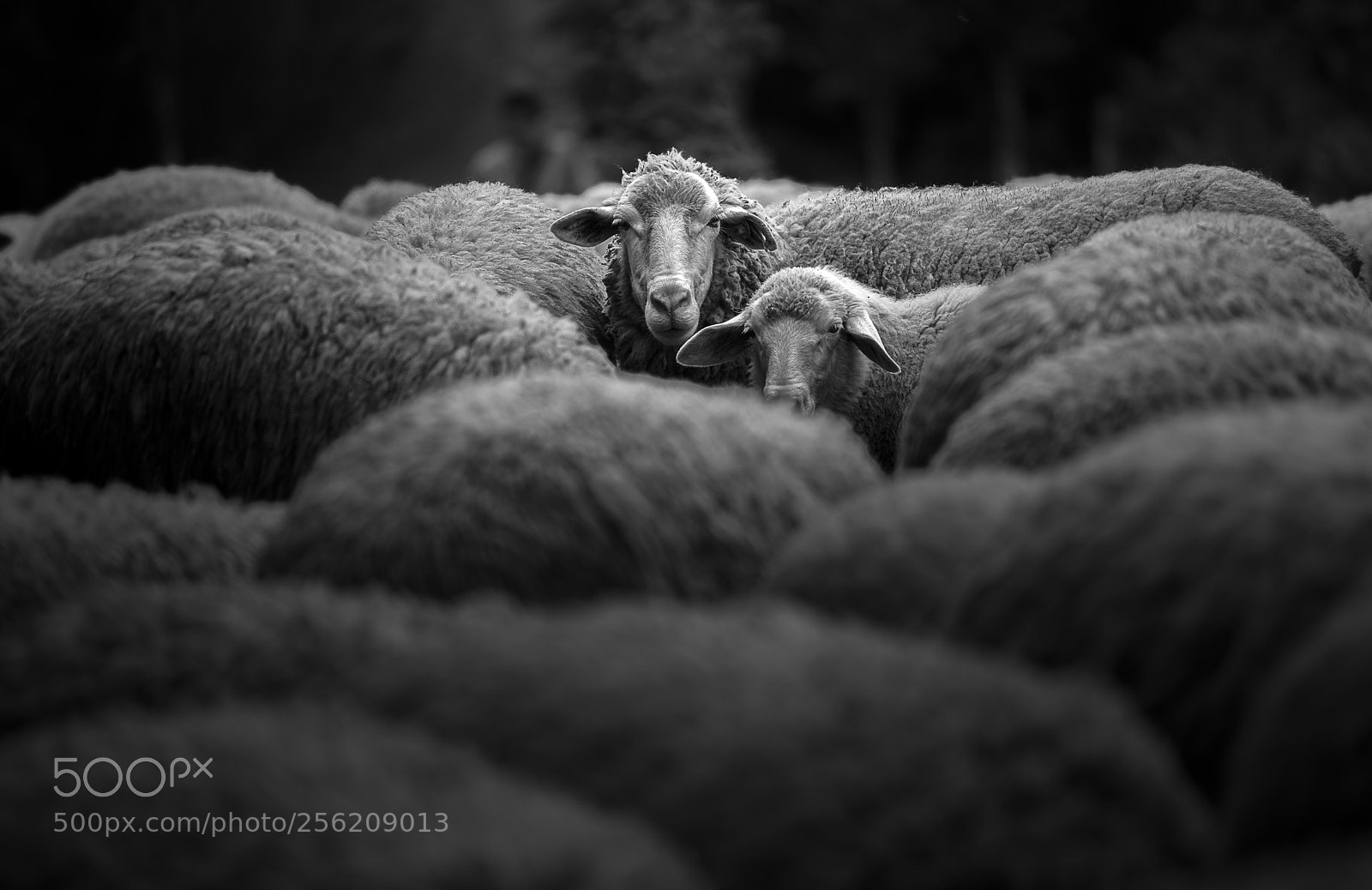 Nikon D800E sample photo. Sheep photography