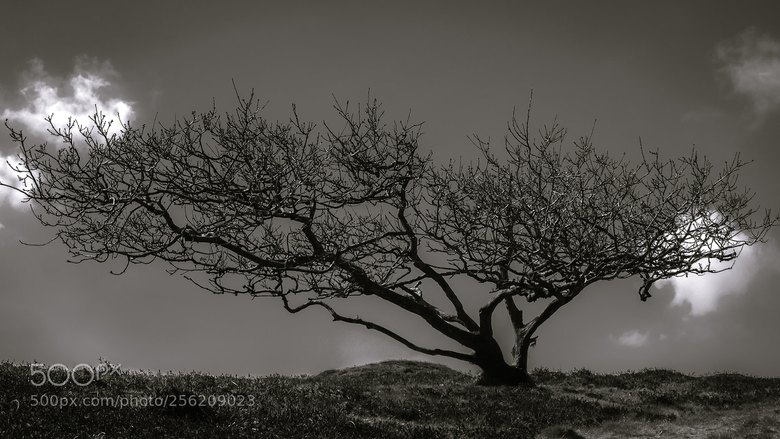 Olympus OM-D E-M10 sample photo. Lonely tree photography