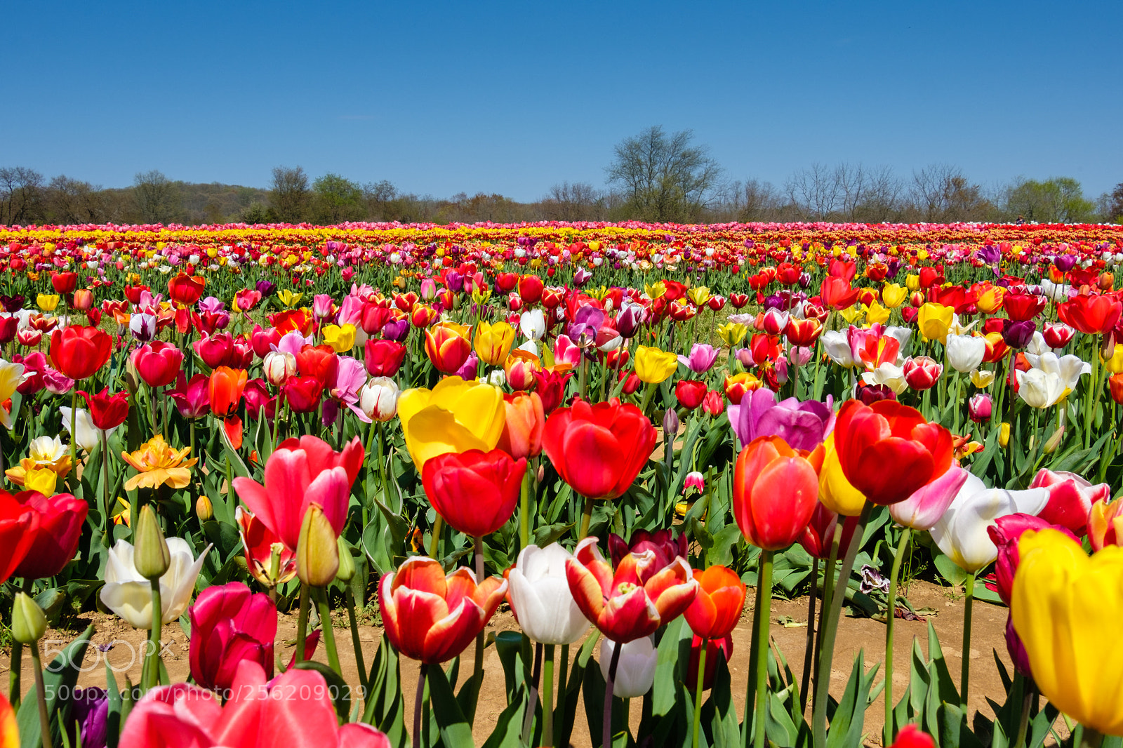 Fujifilm X-T2 sample photo. See the tulip sea photography
