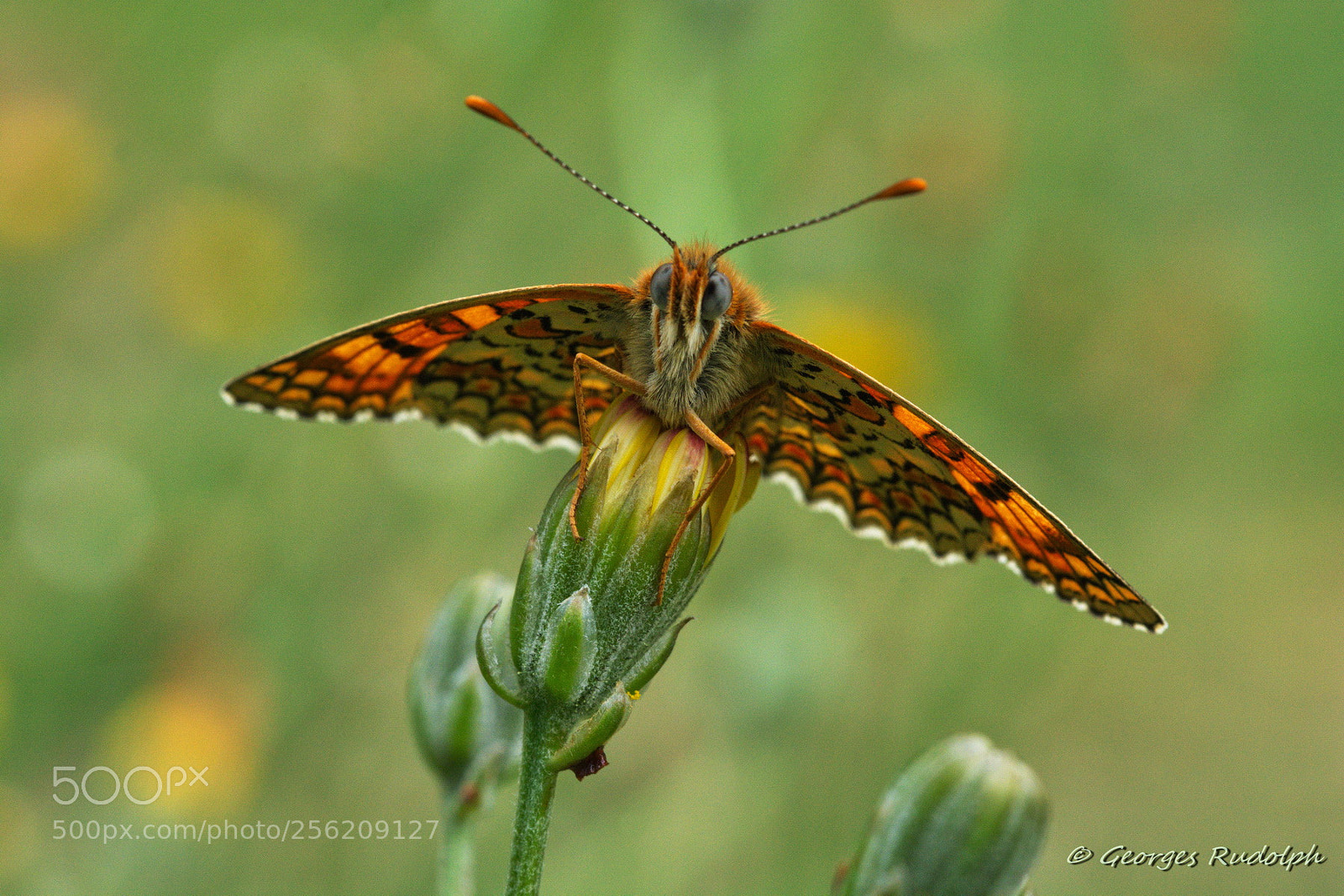 Nikon D7100 sample photo. Le papillon photography