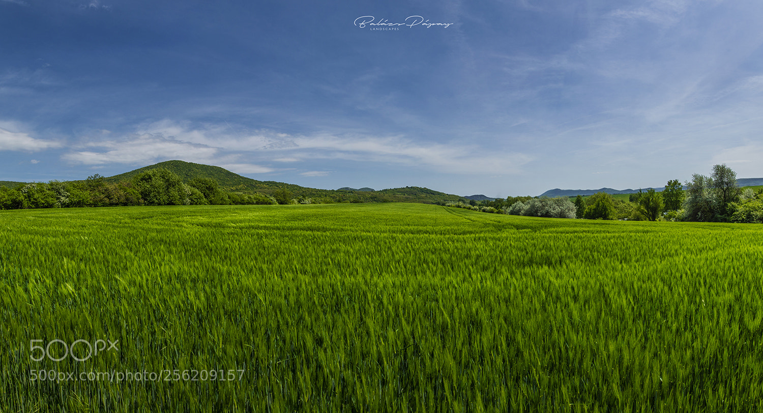 Nikon D3200 sample photo. Green field photography