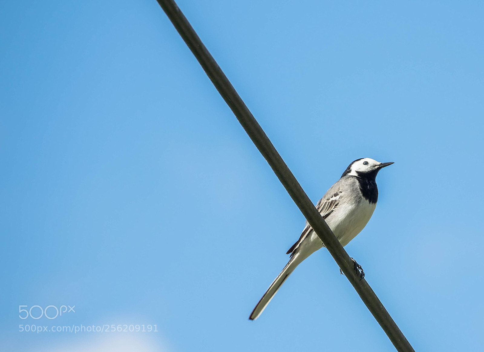 Sony Cyber-shot DSC-RX10 III sample photo. Wagtail photography