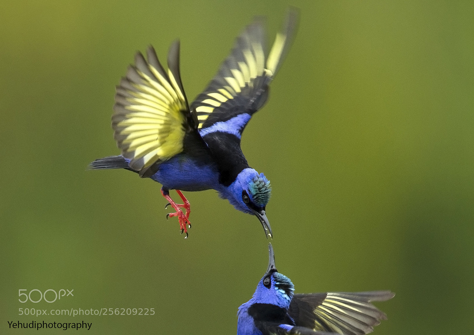 Canon EOS-1D X sample photo. Red legged honeycreeper photography