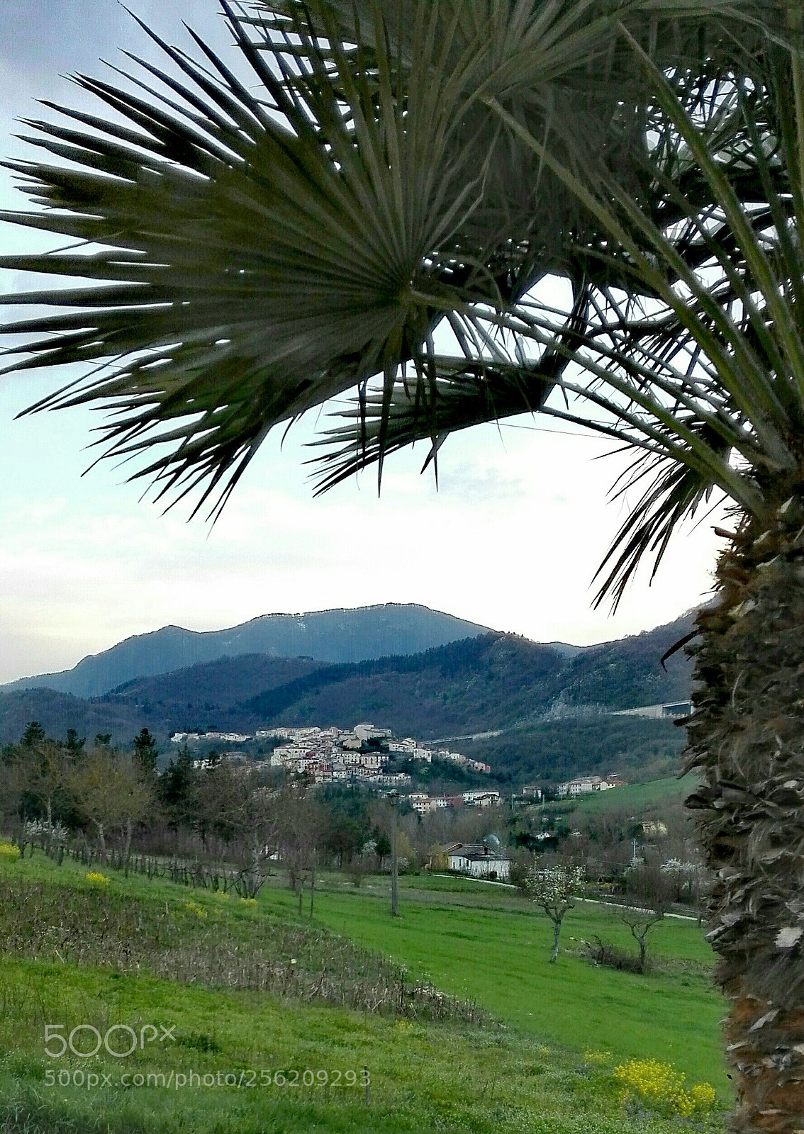 HUAWEI P8 Lite sample photo. View from a palm photography