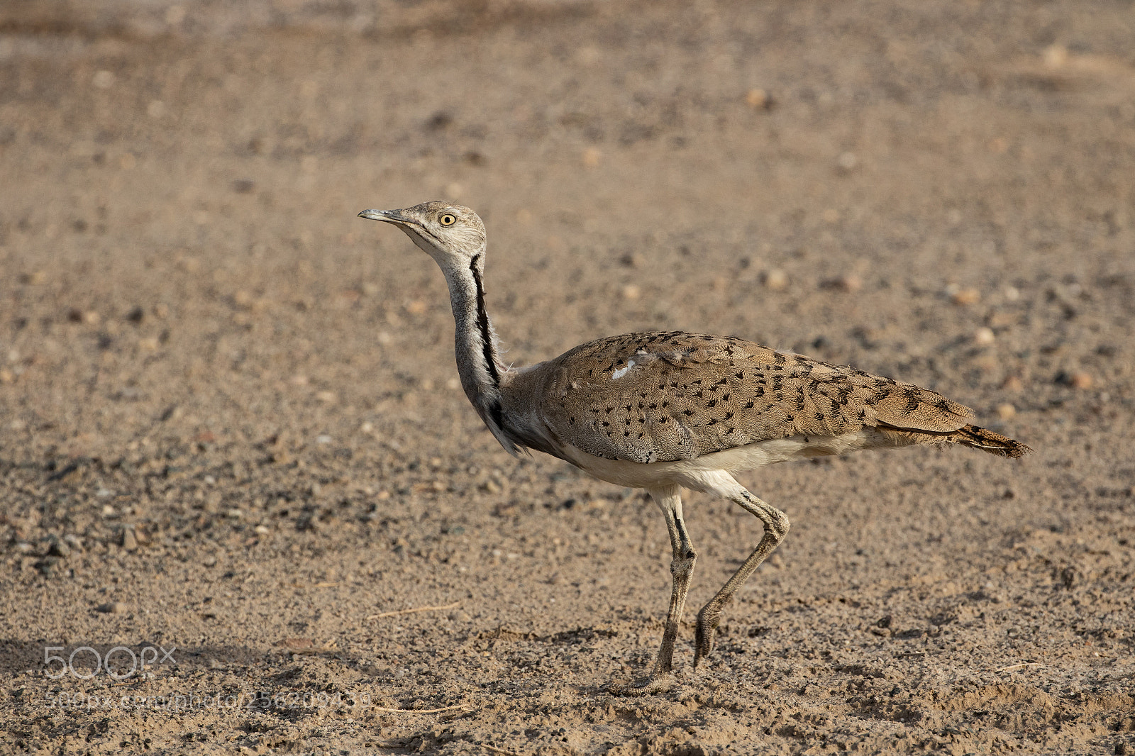 Canon EOS 7D Mark II sample photo. Macqueen's bustard photography