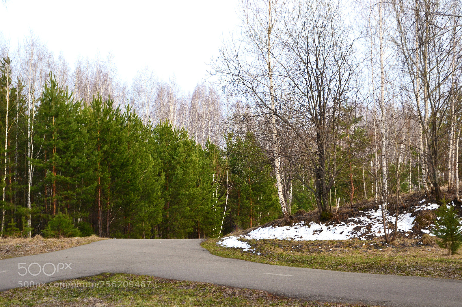 Nikon D3100 sample photo. Spring photography