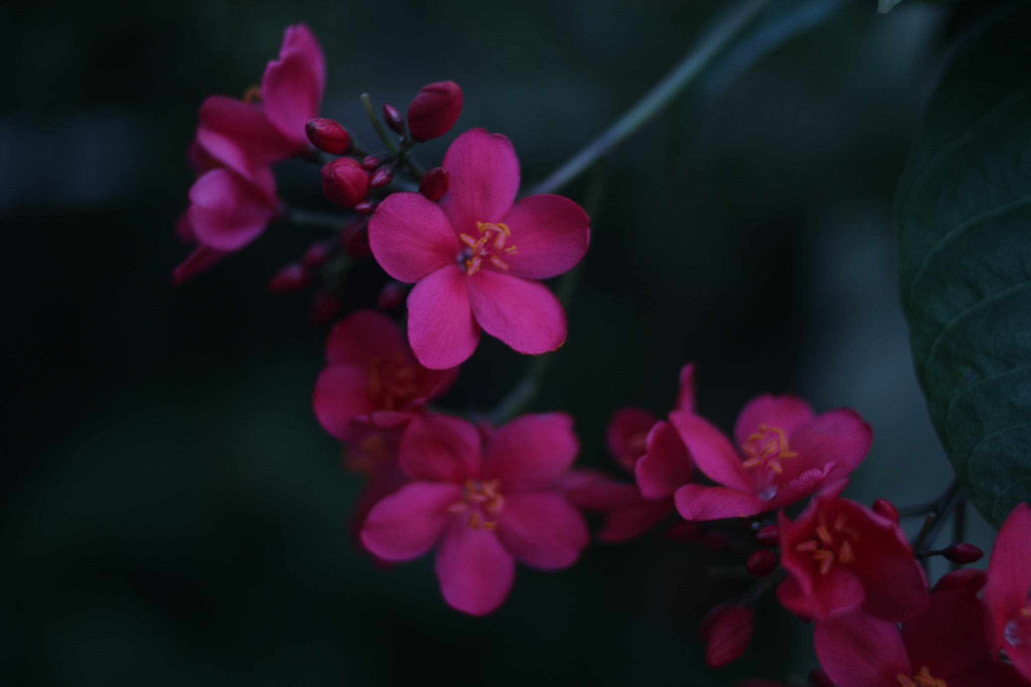 Canon EOS 750D (EOS Rebel T6i / EOS Kiss X8i) + Canon EF 35mm F2 sample photo. Delicate flower photography