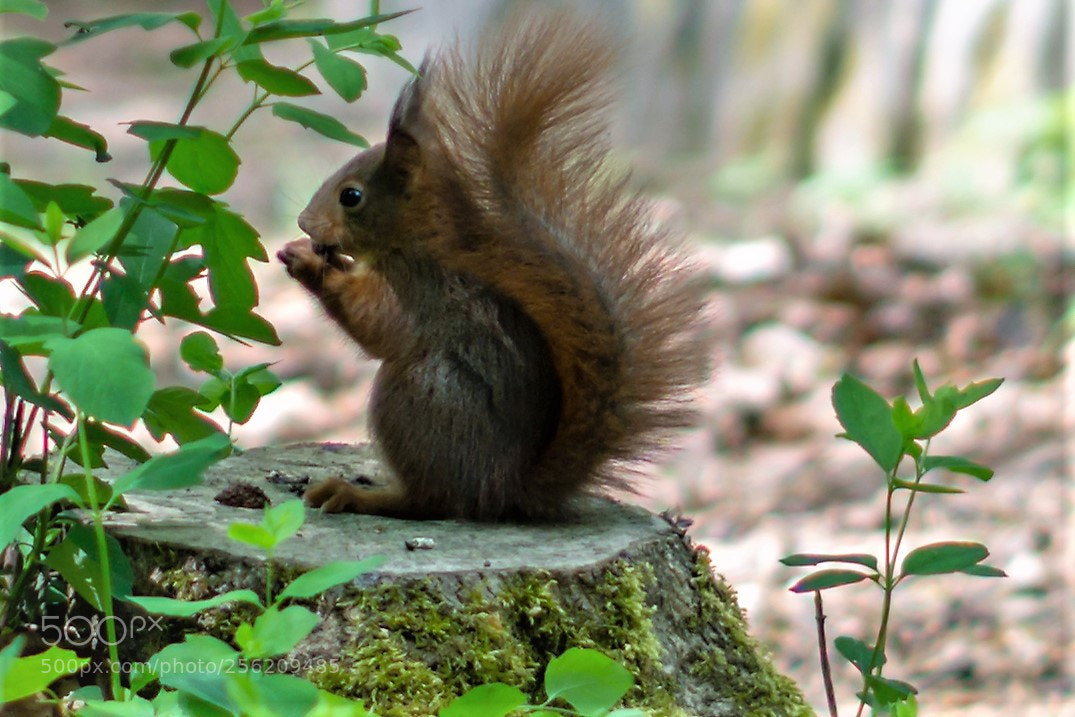 Sony a6000 sample photo. Squirrel/voll niedlich:))) photography