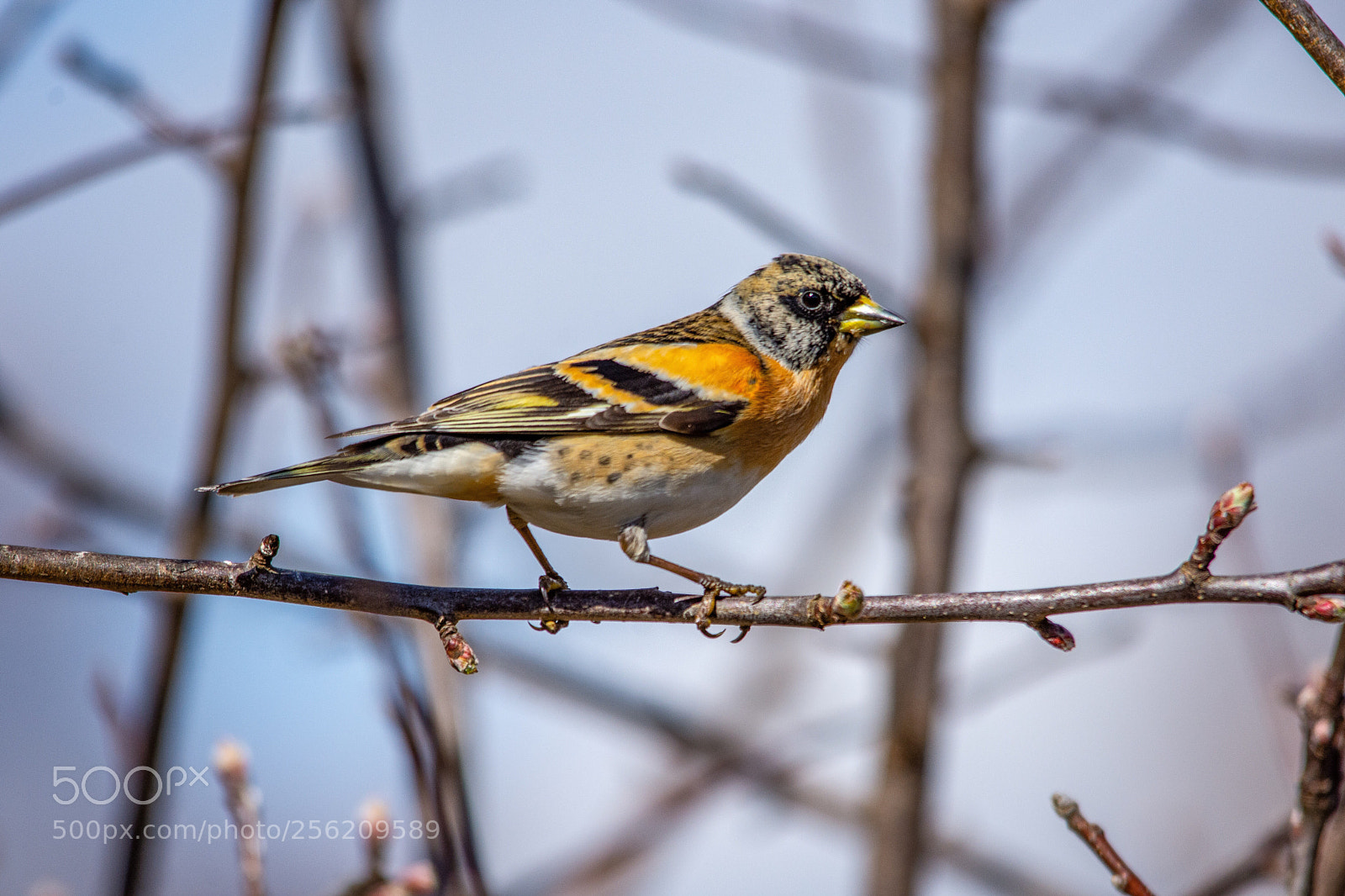 Nikon D7200 sample photo. Brambling photography
