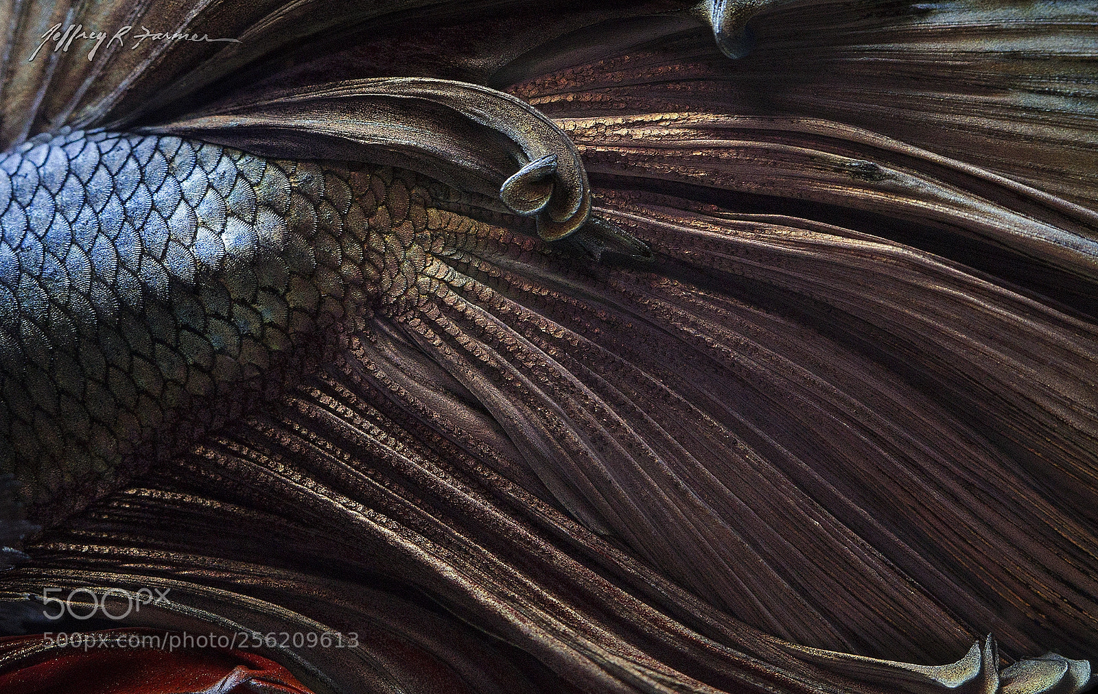 Canon EOS 70D sample photo. "amber waves" photography
